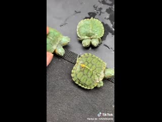 mutant turtles