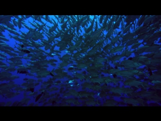 film "planet-ocean"